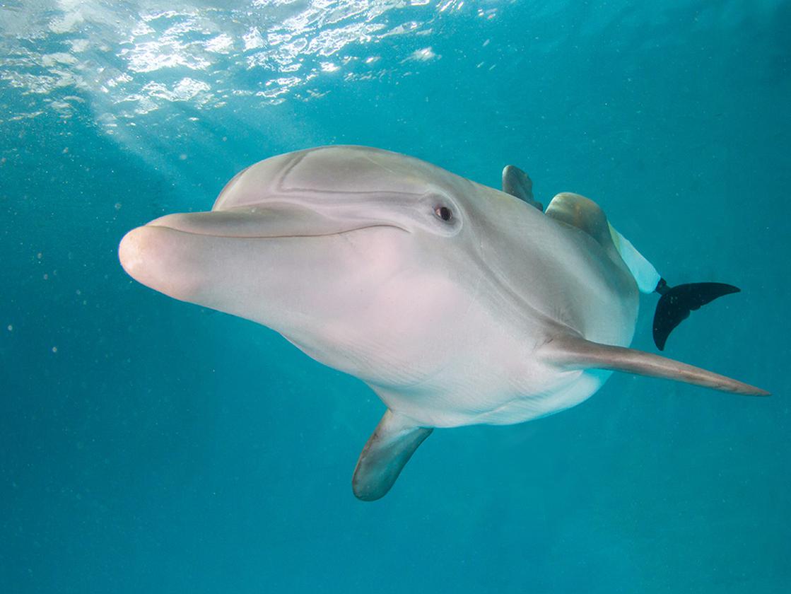 Photo of Winter the Dolphin